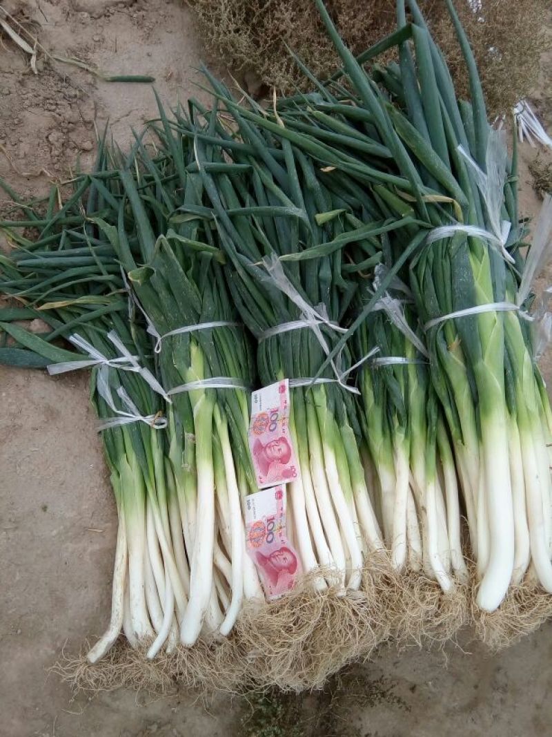 高洁白大葱20~25cm毛葱2cm左右
