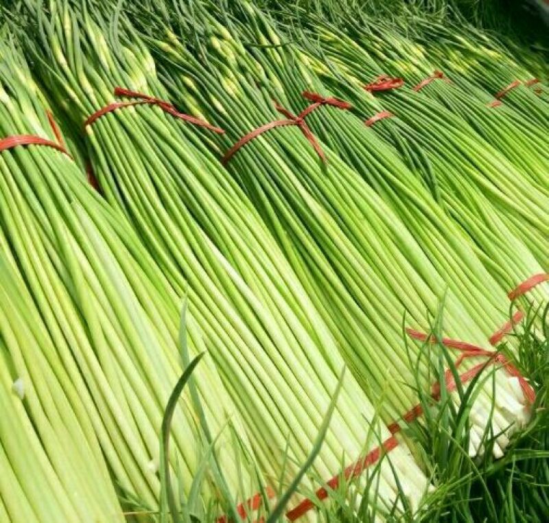 白帽蒜薹万亩蒜苔收货市场日供货100吨架子库遇冷