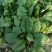 大叶菠菜15~20厘米