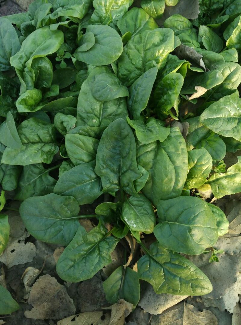 大叶菠菜15~20厘米