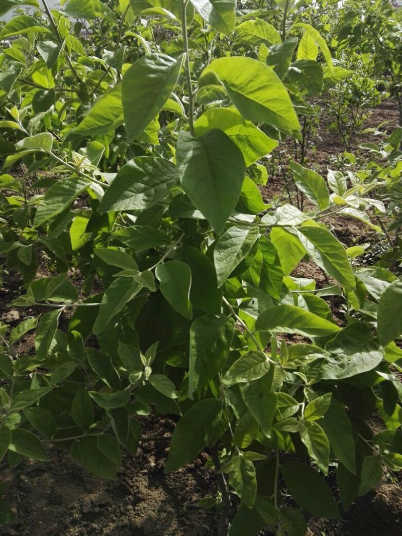 翅果油树