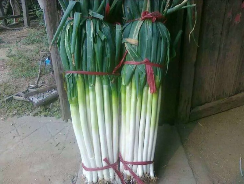 钢葱大葱