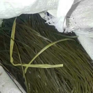 红薯粉丝散装