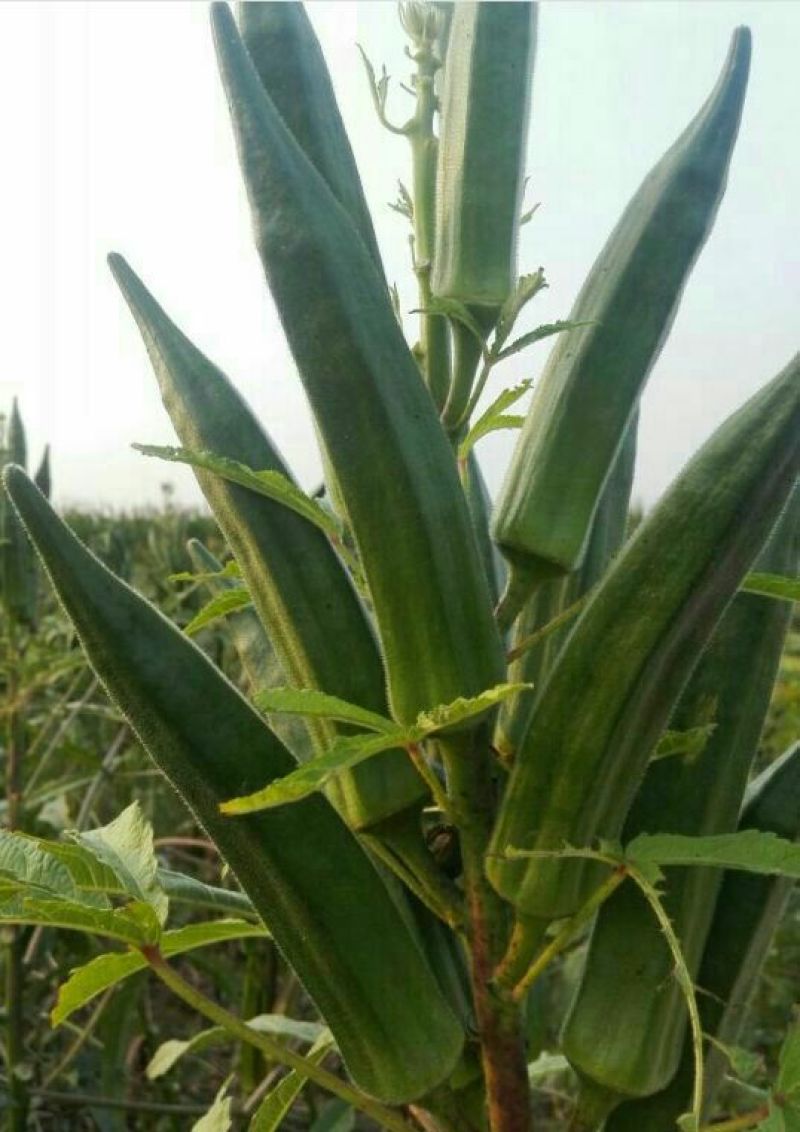 黄秋葵油