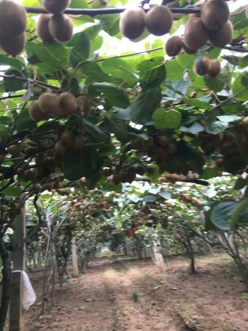 周至猕猴桃