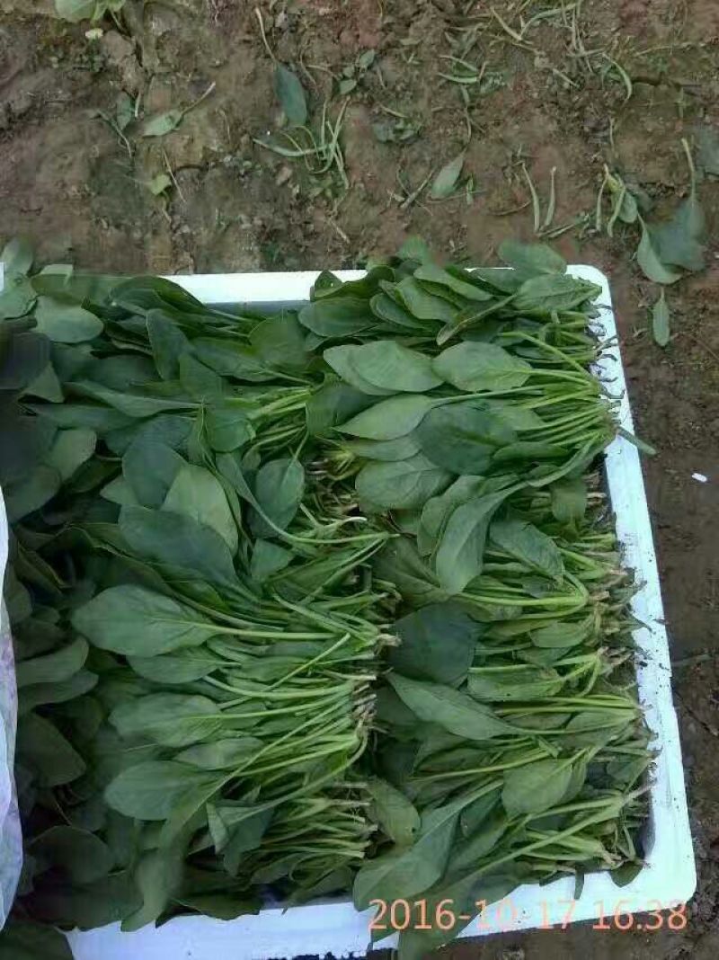 全能菠菜25~30厘米