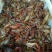 青虾虾苗16~20只/kg