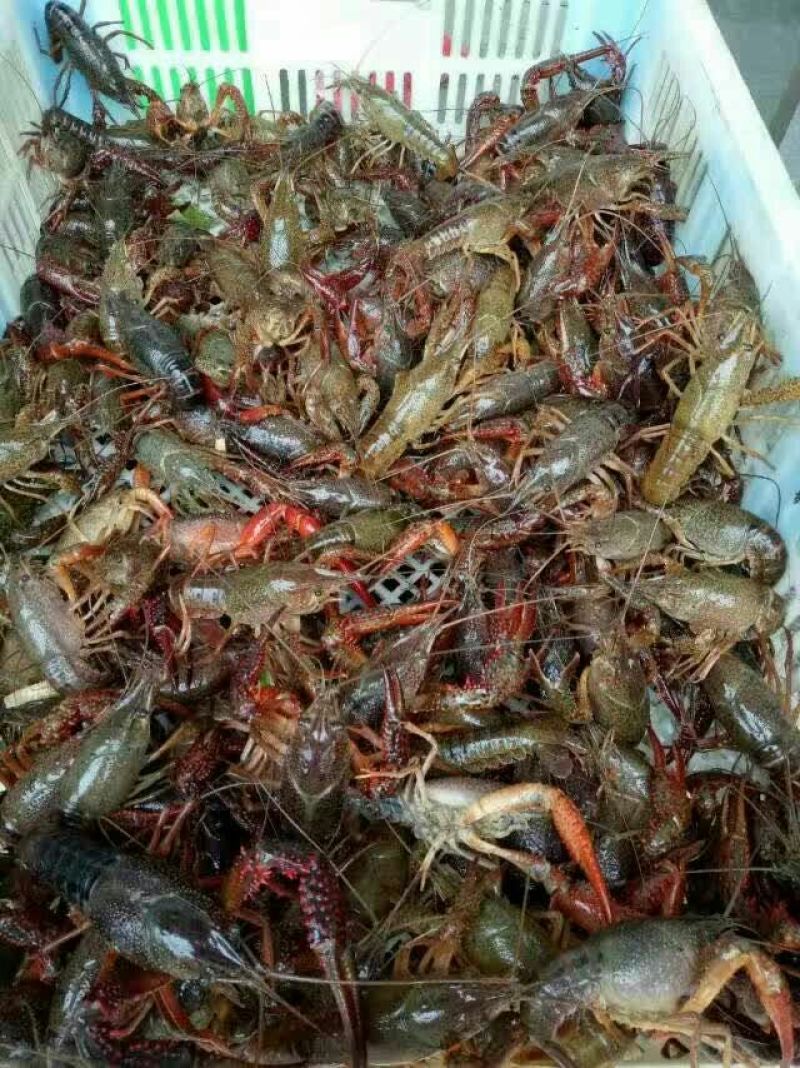 青虾虾苗16~20只/kg