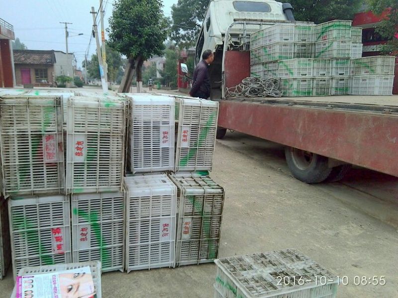 陕西宝鸡眉县太白山下奇异果猕猴桃)质量上乘有意电询