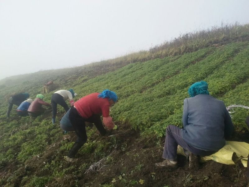 岷县当归苗，苗子均匀，无烂苗，每袋数量7千至1万苗