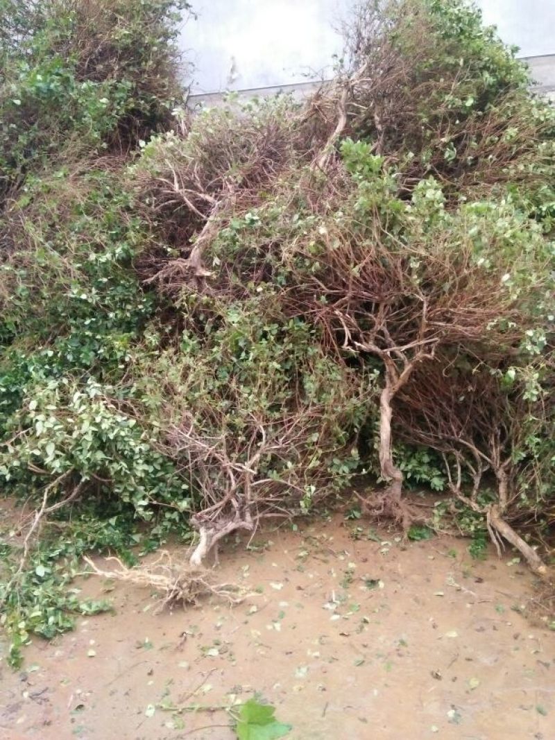 金银花金银花树桩