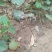 猕猴桃苗