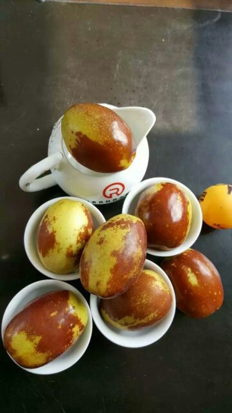 大枣苗30~50cm