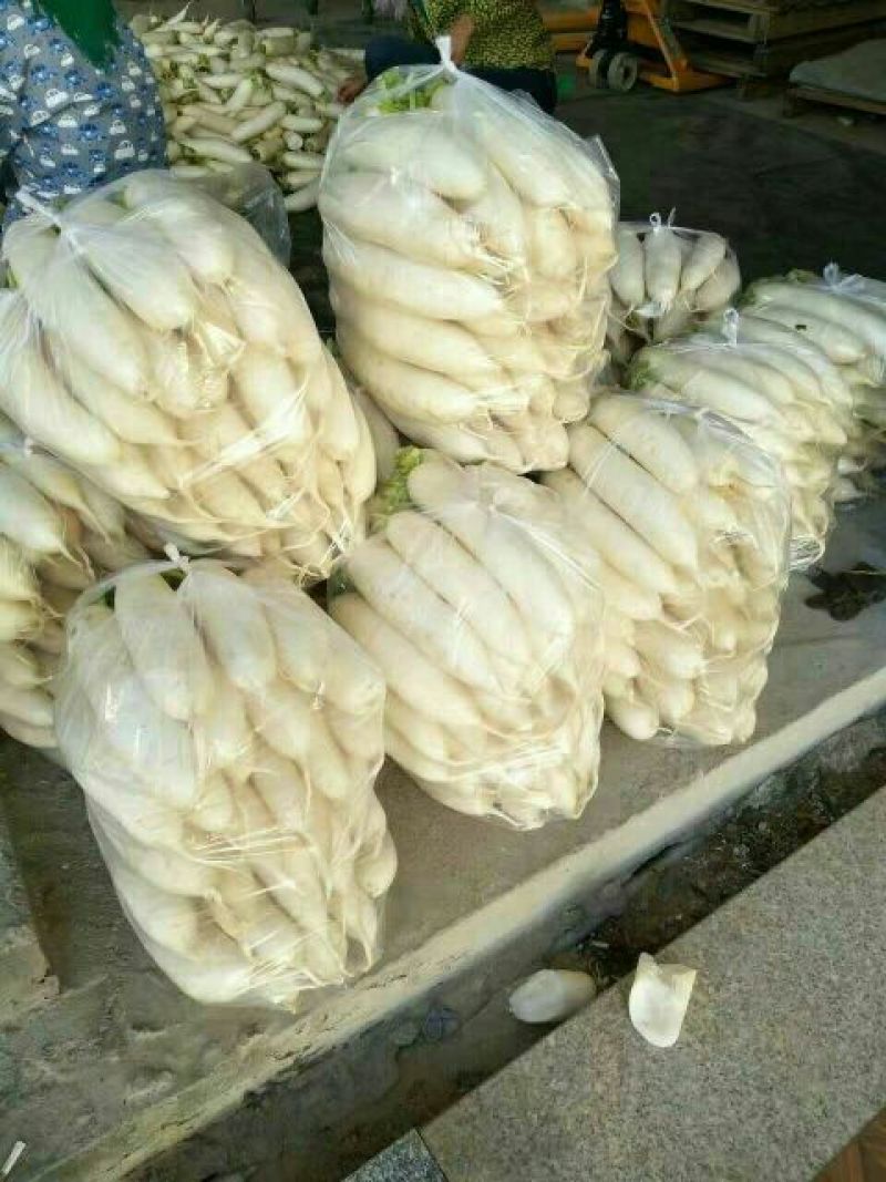 福建漳浦白萝卜，精品白萝卜，纯沙地种植。