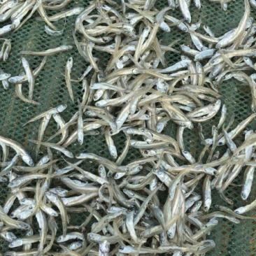 银鱼干