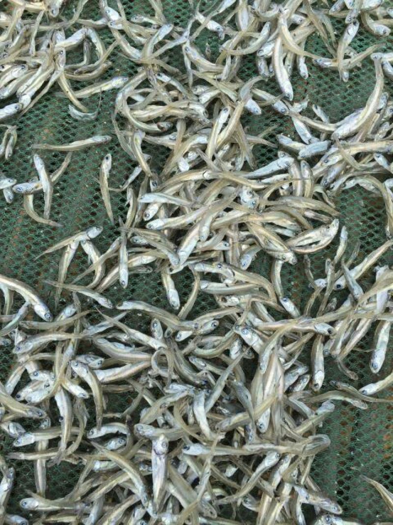 银鱼干