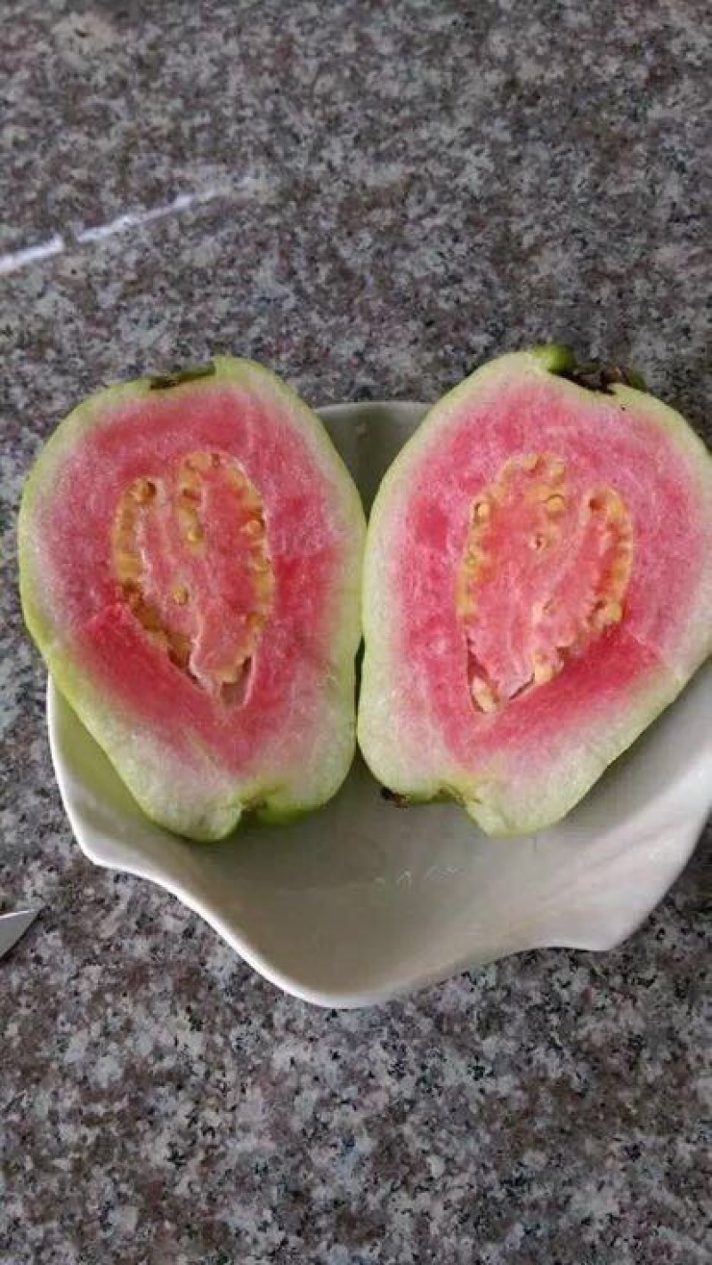西瓜番石榴苗