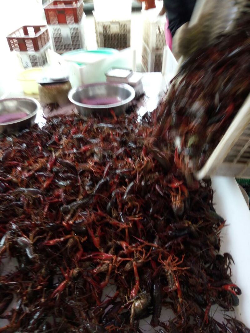 罗氏沼虾食用8~10钱活虾