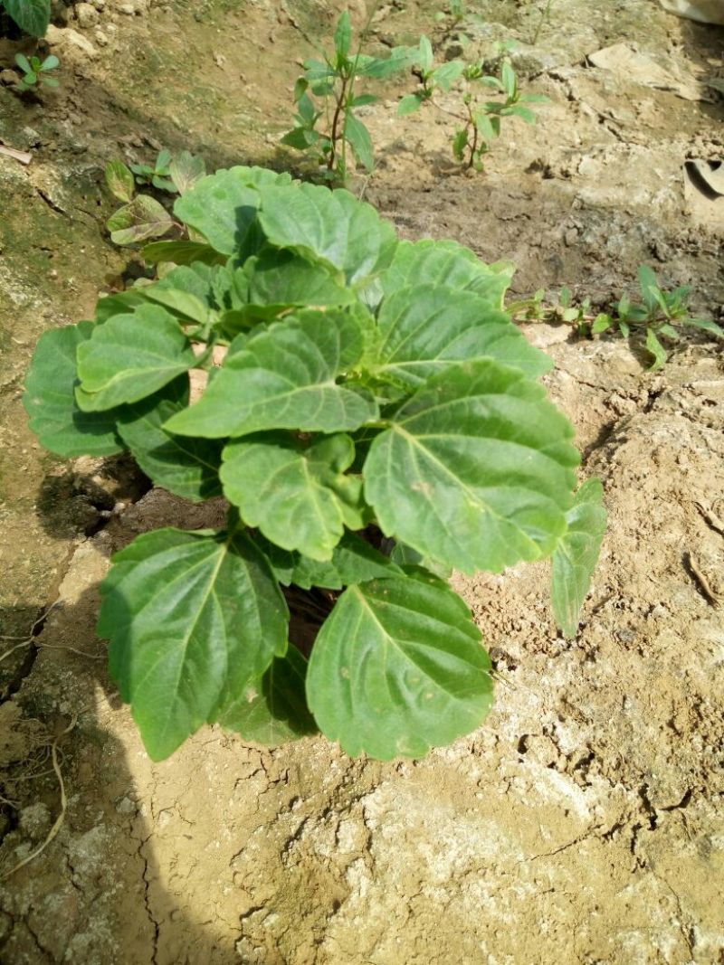 金盏菊