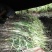 韭黄头茬40~50公分