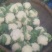白花菜包装