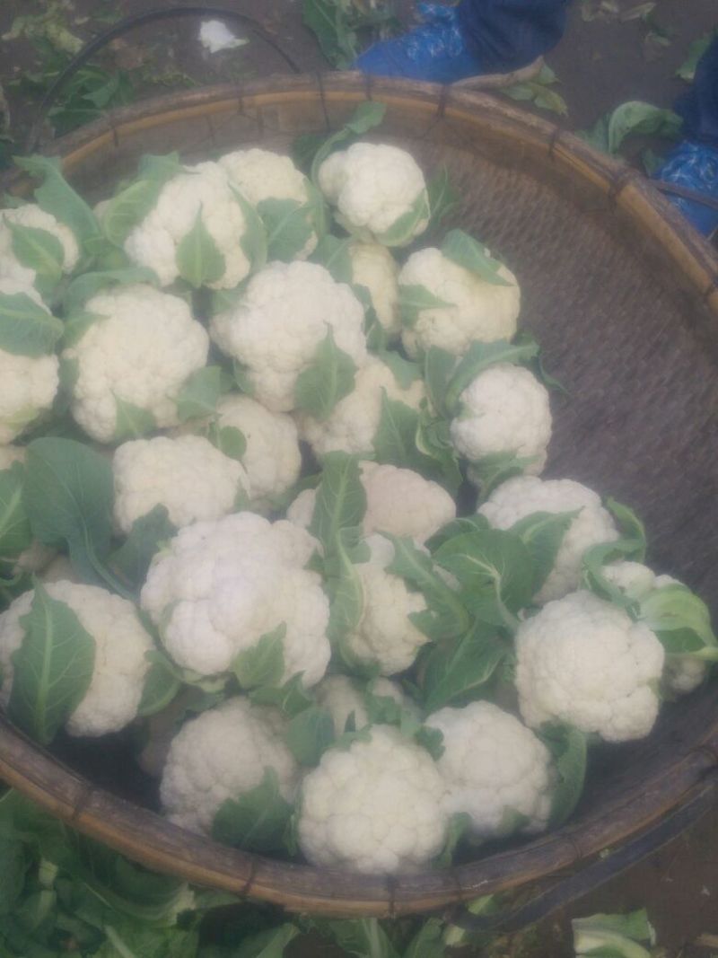 白花菜包装