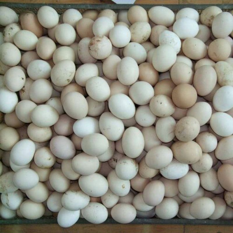 土鸡蛋食用50g以下