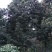 罗汉松10~12cm6~8cm3~3.5米