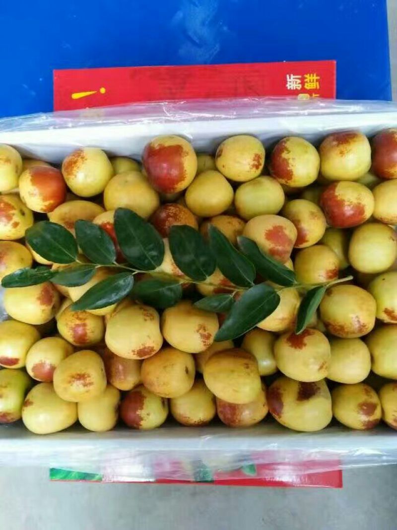 【精品】陕西冬枣价格低，产地批发超市电商可看货