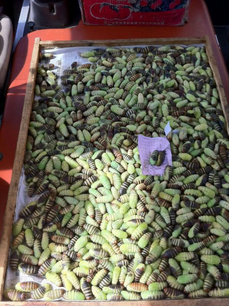 茧蛹