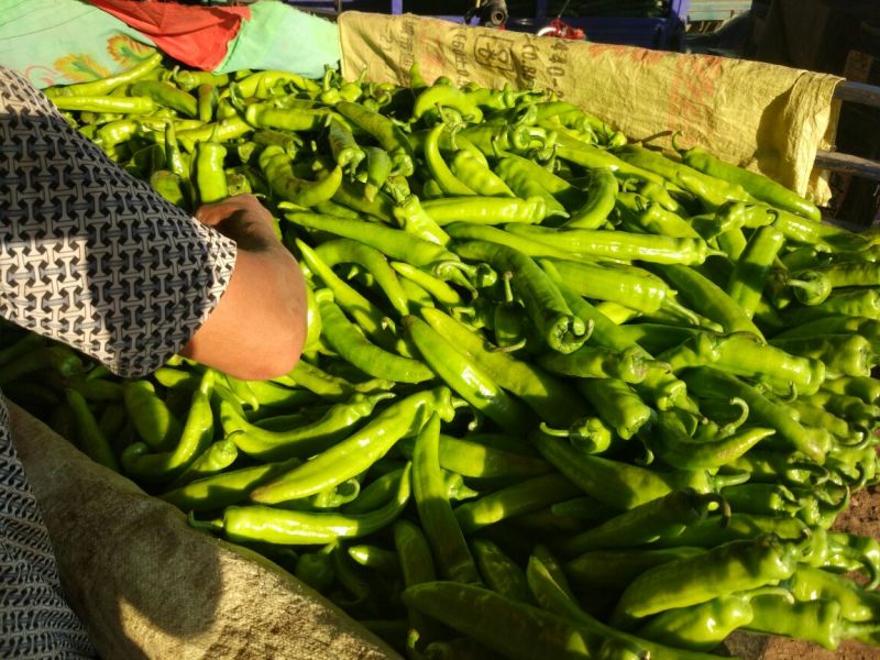 鲜辣椒10~15厘米黄