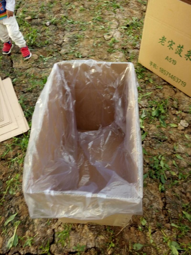 菠菜25~30厘米