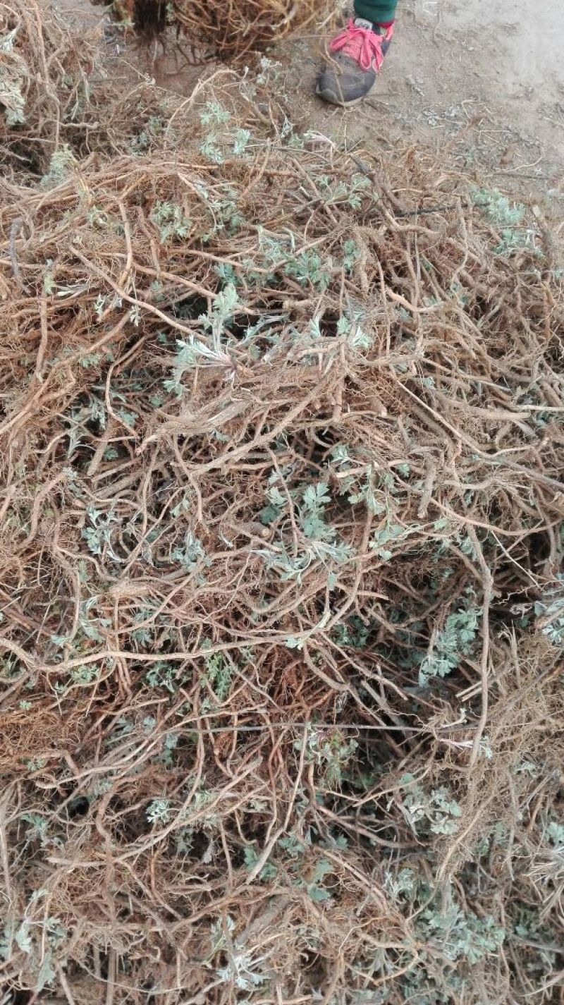 艾草种子100