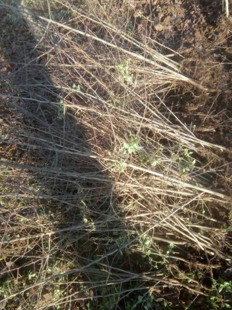 杜梨苗1cm以下30~50cm