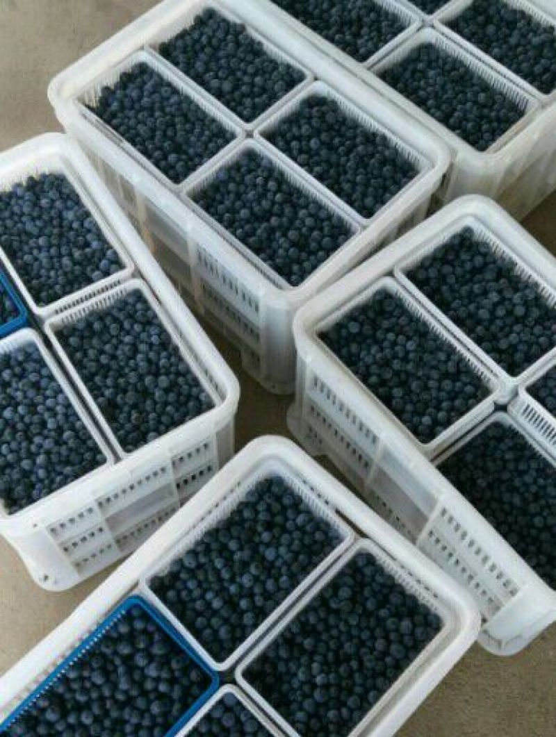 美登蓝莓鲜果4~6mm以上