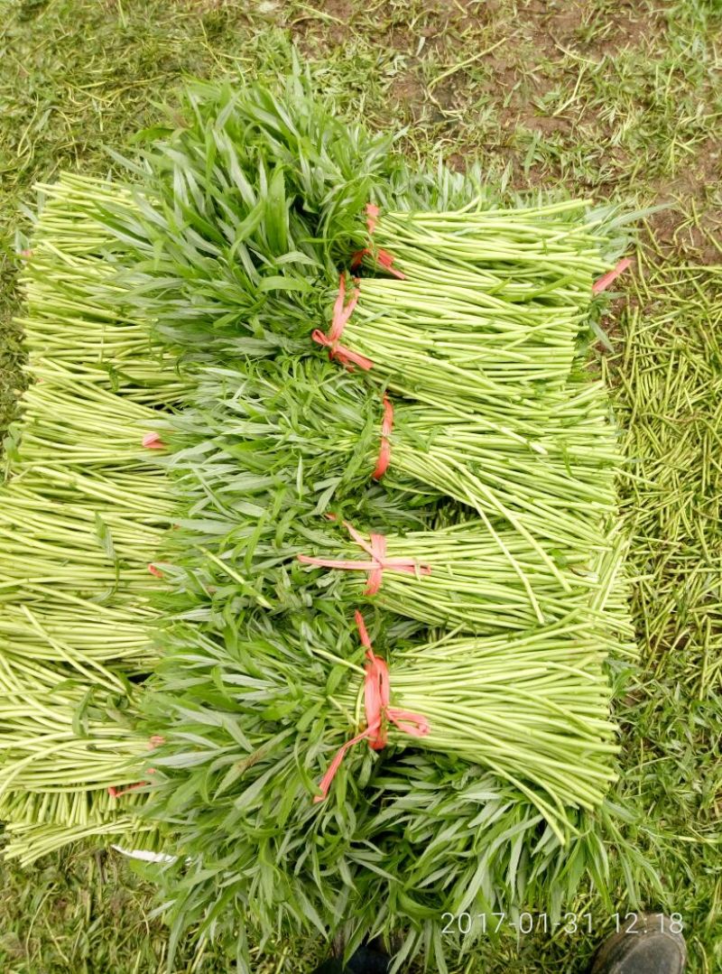 芦篙泥篙黎篙