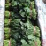 名门菠菜15~20厘米