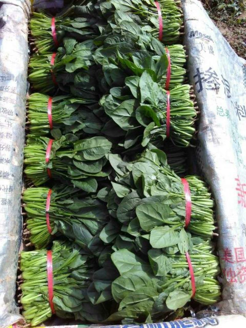 名门菠菜15~20厘米
