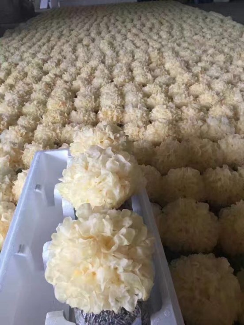 白木耳