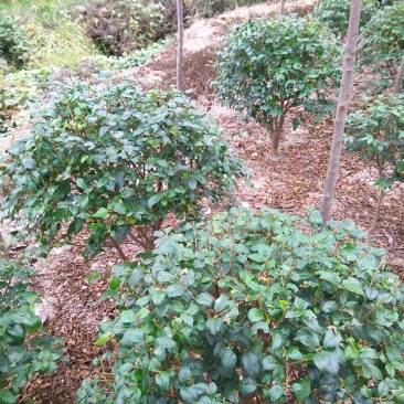 女贞4cm以下