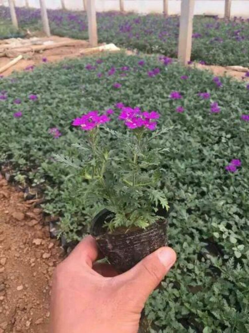 夏堇种苗夏堇小苗盆栽夏堇夏堇基地夏堇产地