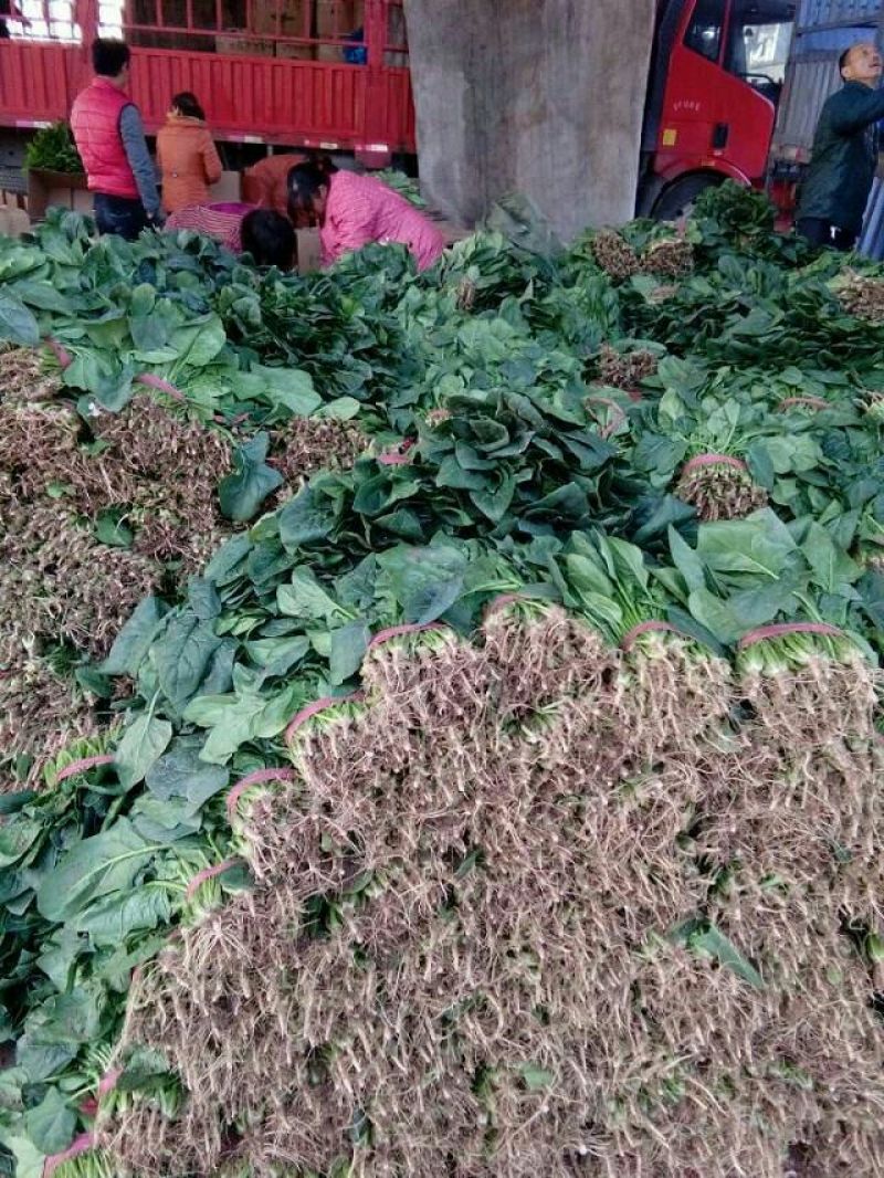 菠菜15~20厘米