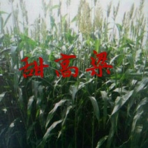 甜高粱食用高粱