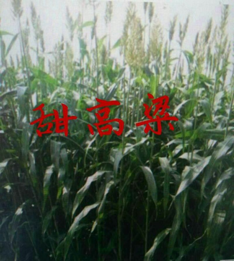 甜高粱食用高粱