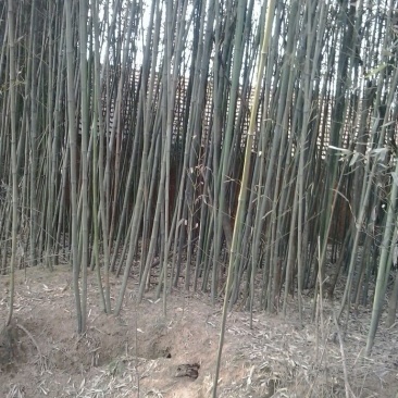 竹子