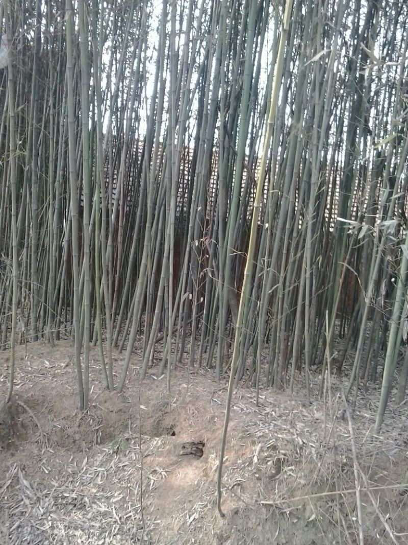 竹子