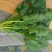 大叶菠菜30~35厘米