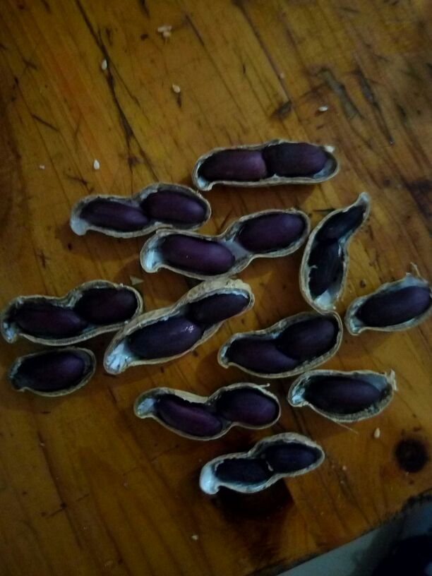 河南平顶山市叶县黑花生 干货 带壳批发_李旭