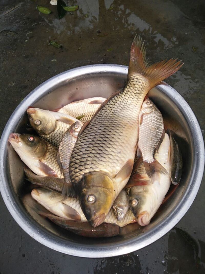 河鲤鱼食用2~3公斤