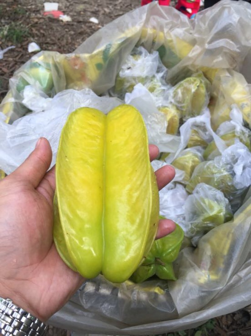 红杨桃